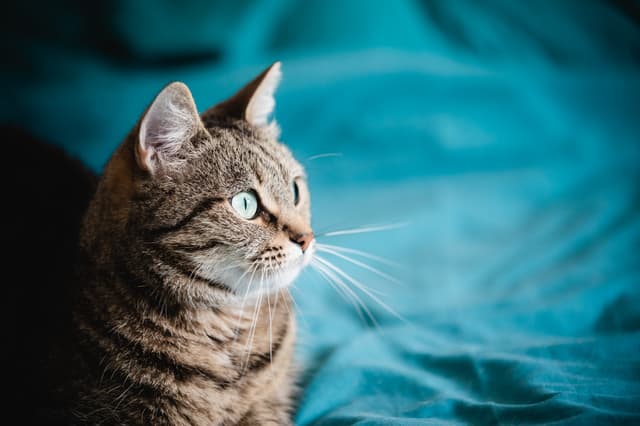 Chat adopté par Nine Lives Paris