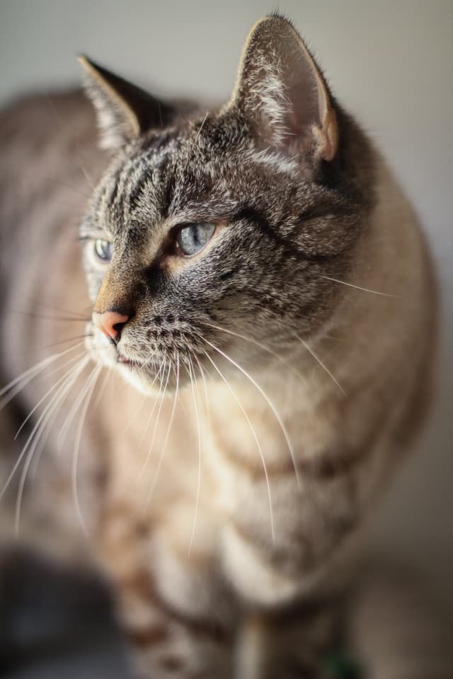 Chat adopté par Nine Lives Paris