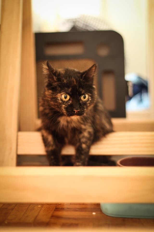 Chat adopté par Nine Lives Paris