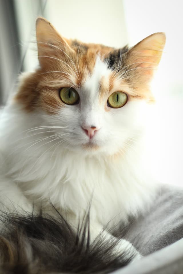 Chat adopté par Nine Lives Paris