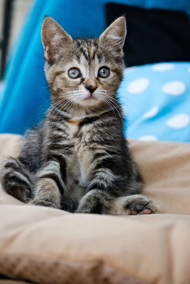 Chat adopté par Nine Lives Paris