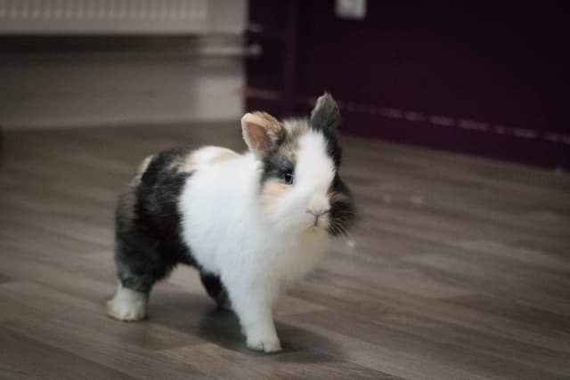 Chat adopté par Nine Lives Paris