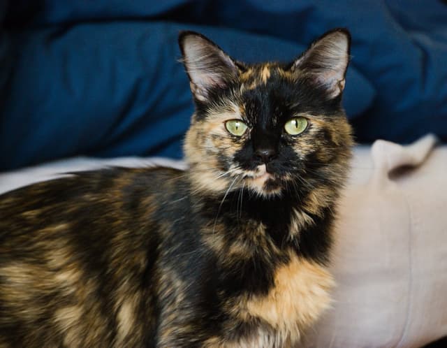 Chat adopté par Nine Lives Paris