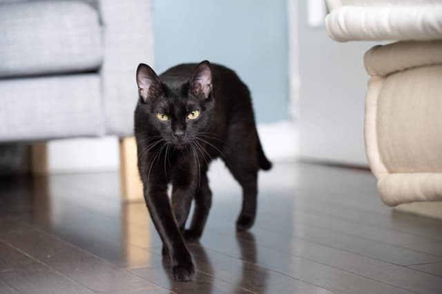 Chat adopté par Nine Lives Paris